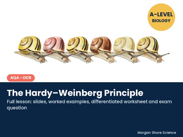 The Hardy-Weinberg Principle - Complete Lesson (A-level Biology, AQA/OCR)