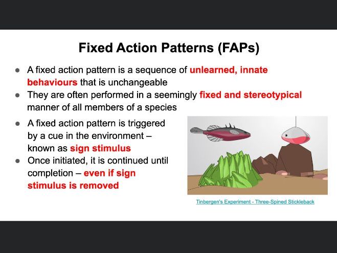Ethological explanation of aggression