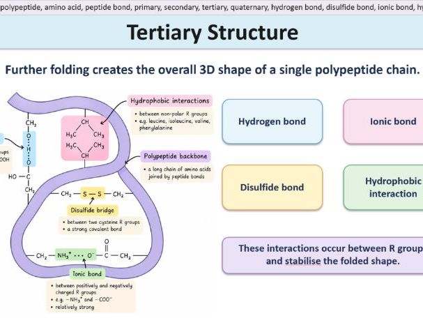 Biological Molecules - Proteins. AQA A Level Biology