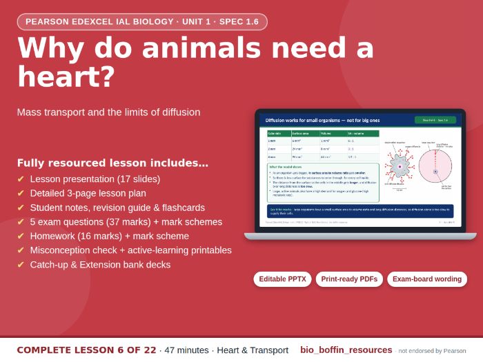 IAL Biology Edexcel – Mass Transport & Heart