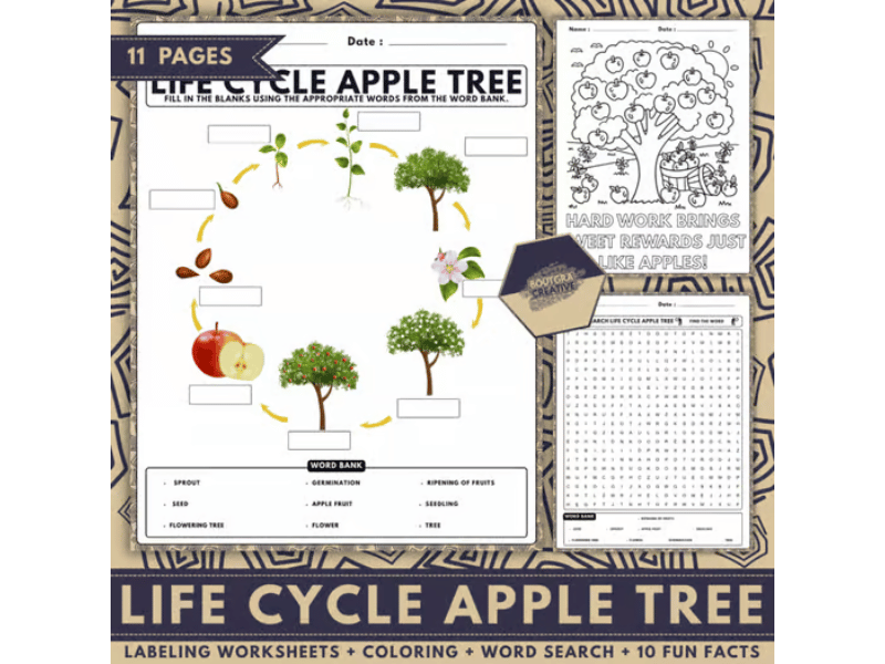 Life Cycle of an Apple Tree | Labeling | Word Search | Coloring | Fun Facts