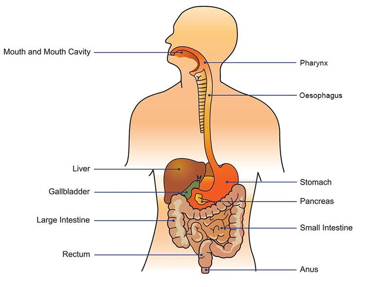 Human Digestive System