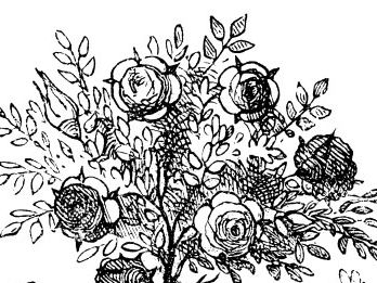 Alice in Wonderland Chapter 8 Worksheet