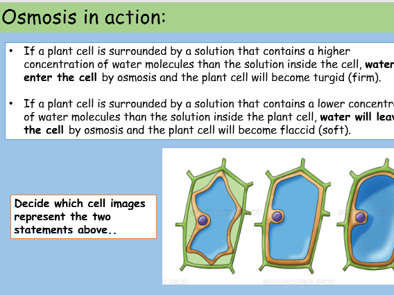 Diffusion, Osmosis and Active Transport GCSE Full Lesson