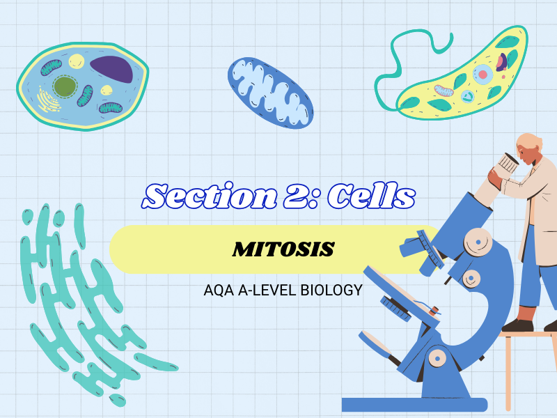 Mitosis - AQA A-Level Biology – Topic 2 Cells - Chapter 3: Cell Structure