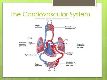 BTEC Level 3 Health and Social Care : Unit 5 - Gross Structure of the body