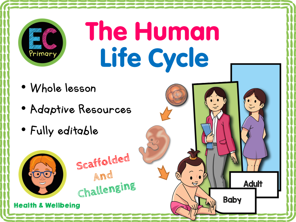 Human Life Cycle - KS1