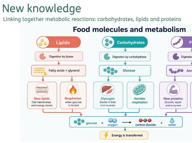 Metabolism