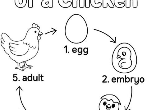 Life Cycle of a Chicken Colouring Page
