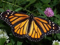 Animal Migration - Monarch Butterflies Differentiated Worksheets including answers!