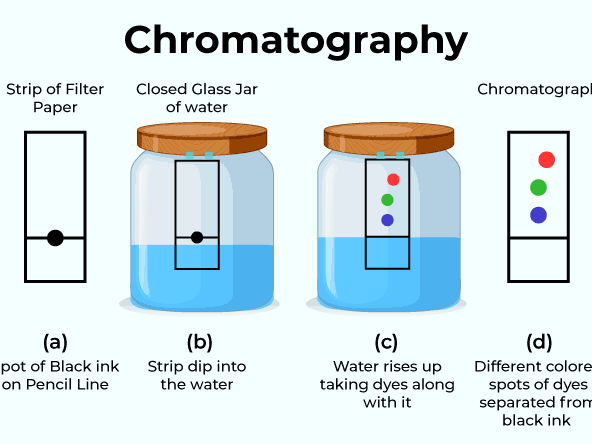 Paper chromatography showing ink separating into different colours