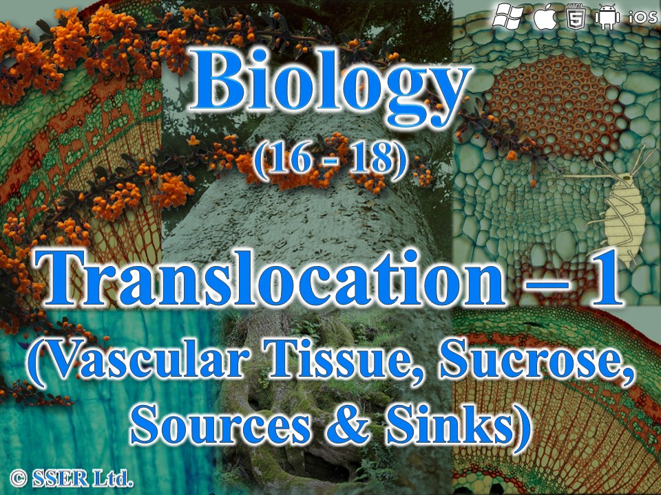 BioA_3.3.4.2 Translocation - 1 (Vascular Tissue, Sucrose, Sources and Sinks)