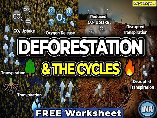 Deforestation and the Carbon and Water Cycles - FREE KS3 Biology Worksheet