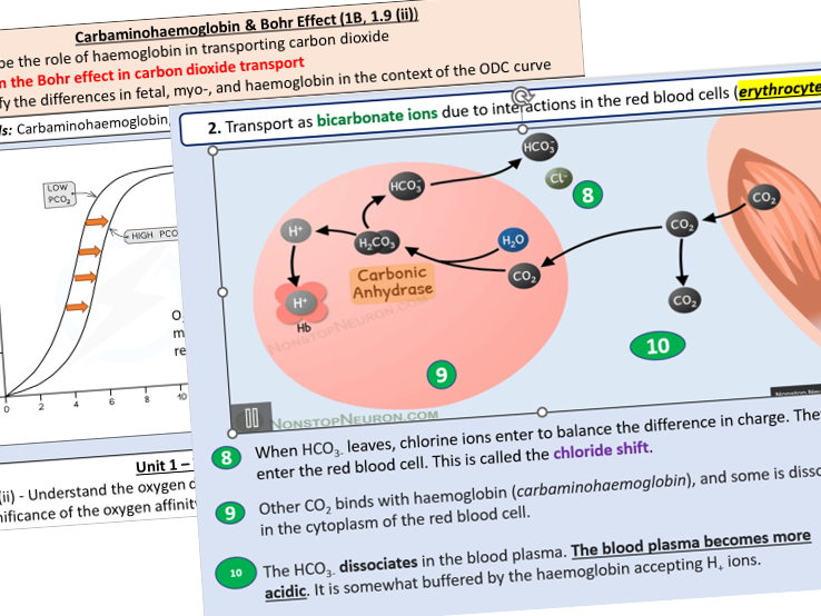 1.9 (ii) Bohr Effect & CO2 Transport (IAL Biology Edexcel