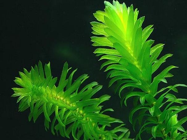 Photosynthesis required prac-Elodea