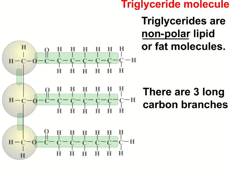 Complete A-Level Biology Lesson: Lipids – Triglycerides, Phospholipids & Cholesterol