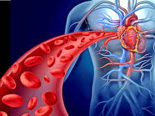 Circulatory system worksheet