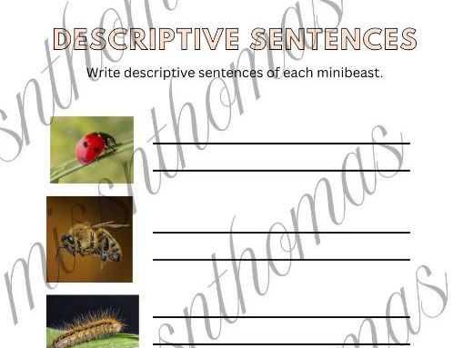 Minibeast descriptive sentences - real pics