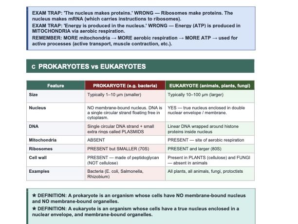Ch.2 & Ch.4: Cells & Biological Molecules — Exam-focused Revision Guide — Cambridge IGCSE Biology