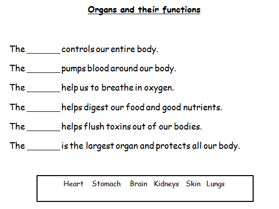 Organs & Their Functions