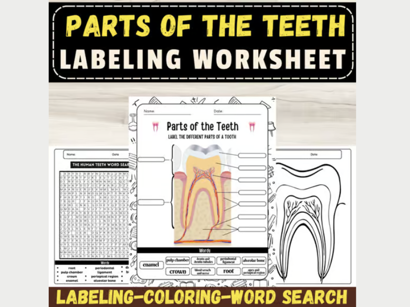 Label the Parts of Human Teeth:Dental Anatomy September Activities & Worksheets