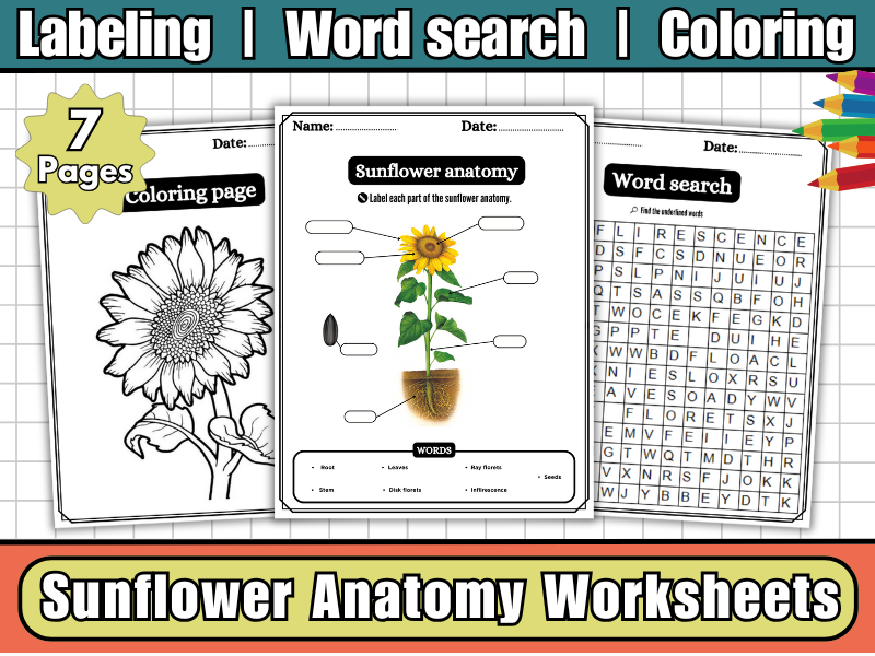 Sunflower Anatomy Worksheets,Labeling Diagram,Word Search,Coloring-Plant Parts & Science Resource