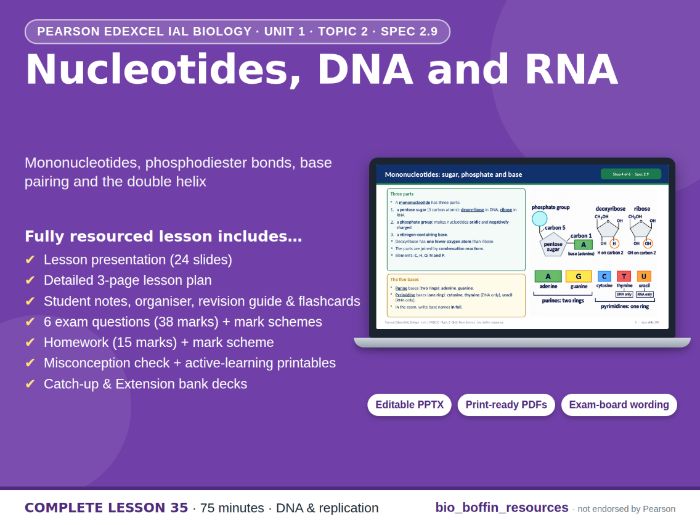 IAL Biology Edexcel – DNA & RNA Structure