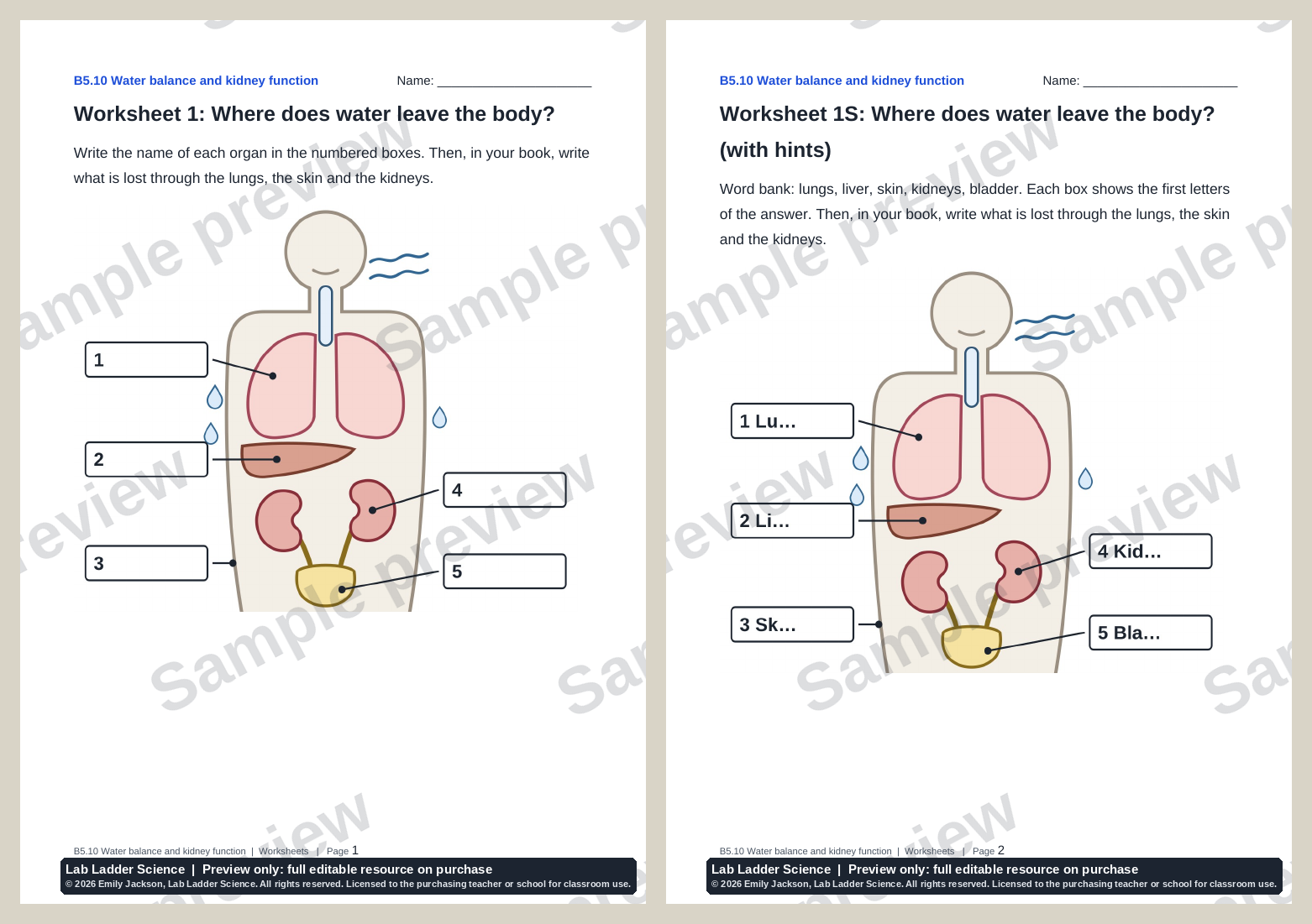 Diffusion Lab Worksheet B5-10 Kidneys & Water Balance: AQA GCSE Biology | Teaching Resources