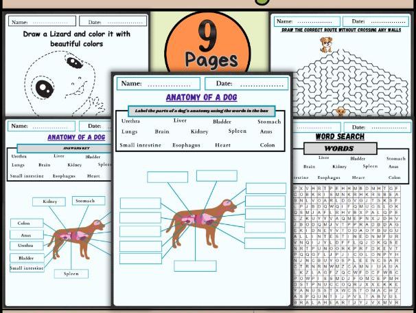 "Anatomy of a Dog | Labeling Diagram, Coloring, Word Search & Activities"