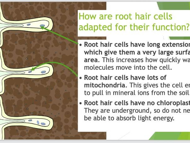 KS3 Plant Biology PPT on Roots and Root Hair Cells