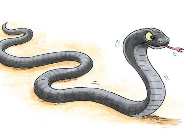 Hunting Snake Study Bundle
