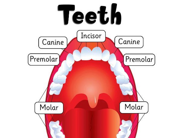 Why do we have teeth?