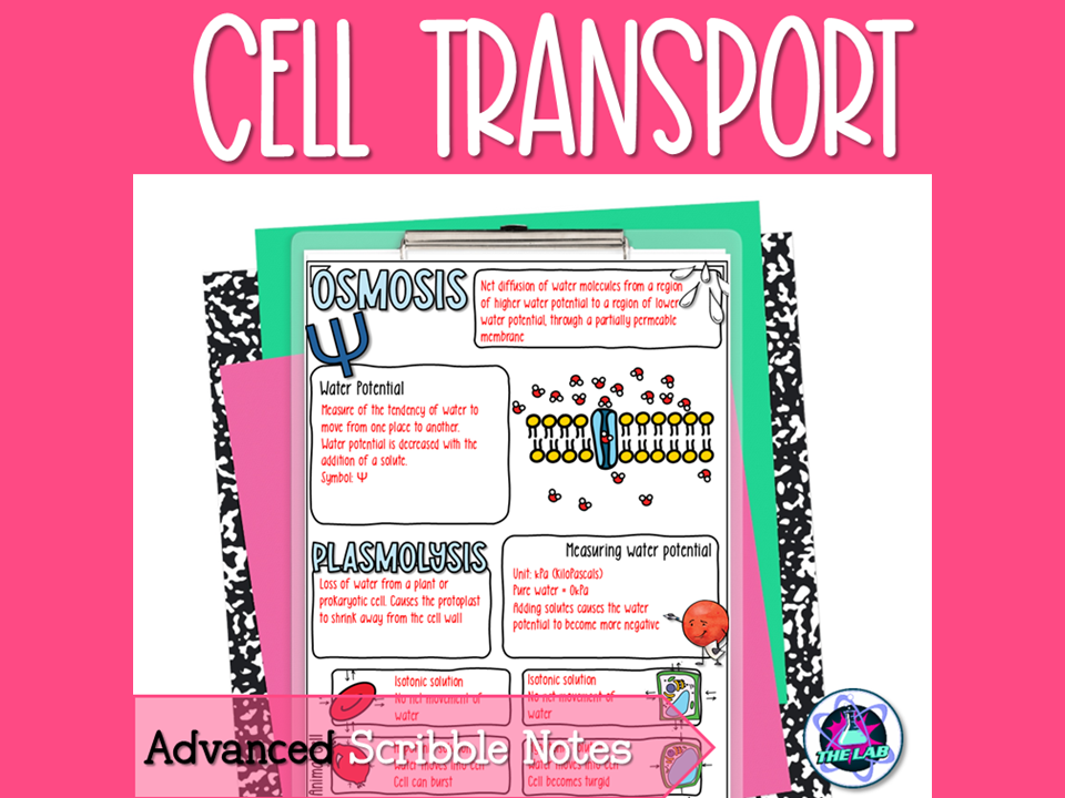 Cell Transport Notes - Advanced Scribble Notes