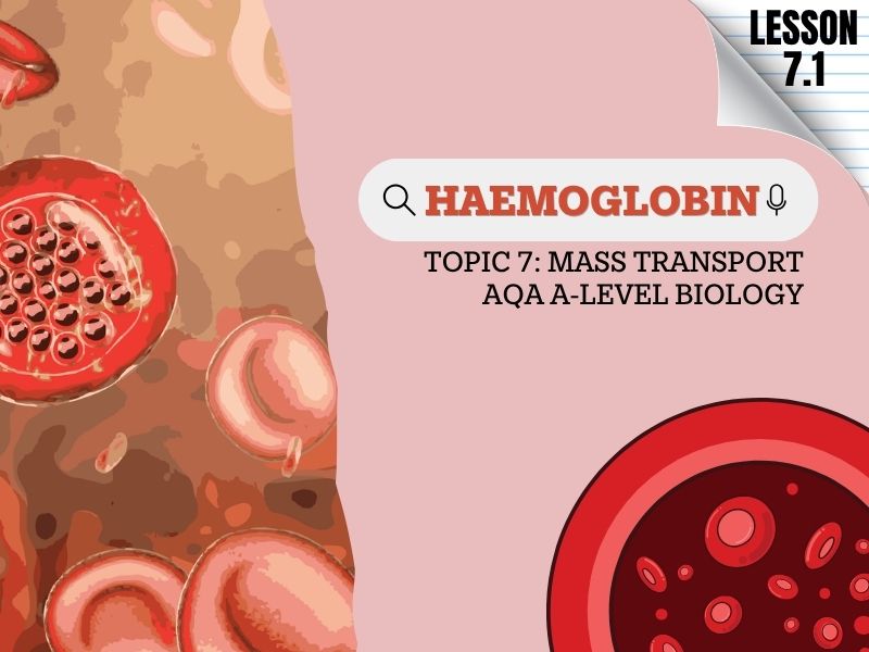 AQA A-Level Biology | Haemoglobin: Structure, Function, Oxygen Loading & Unloading | 3.3.4.1