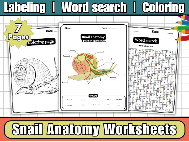 Snail Anatomy-Parts of a Snail Labeling Worksheets,Diagram,Coloring & Word Search-Science Activity