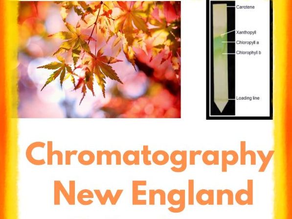 Paper Chromatography Plant Pigments Lab Leaf Chromatography