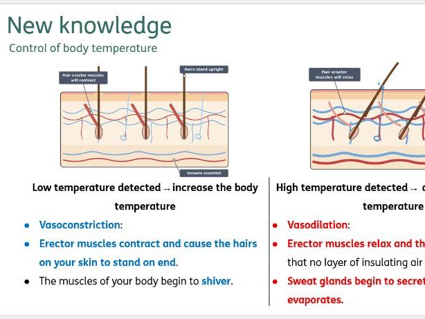 Control of body temperature (thermoregulation)