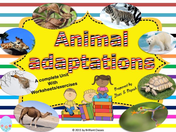 Animal Adaptations For Kids Worksheets