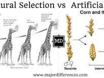 A Level Biology - Natural and Artificial selection