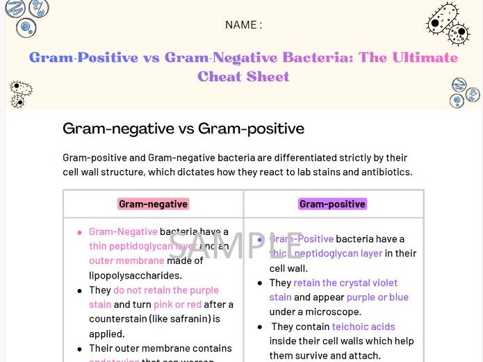 Bacterial Cell Walls: Gram-Positive vs Gram-Negative Bundle