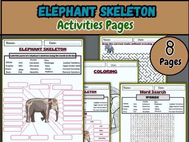 Elephant Skeleton Worksheets