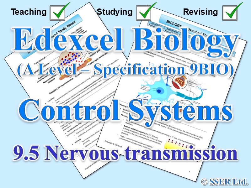 BIOA_EDX Topic Notes: 9.5 Nervous transmission