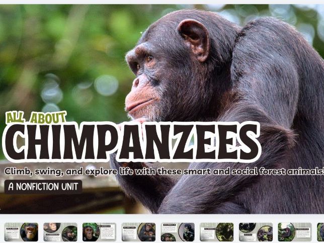 All About Chimpanzees Worksheet | KS1 Non Fiction Reading Comprehension