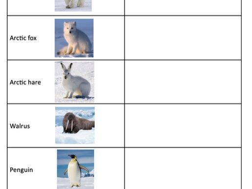 Animals of the polar regions - adaptations sheet