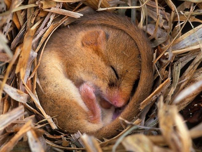 Big Sleep audio SNAB A level Bio 2025