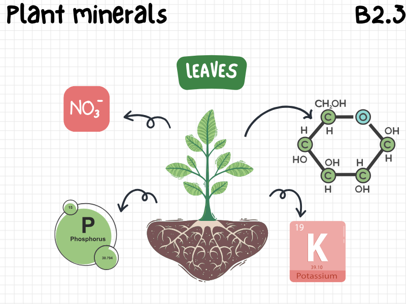 Plant minerals - Activate 2 - Lesson B2.4 - KS3 Science 