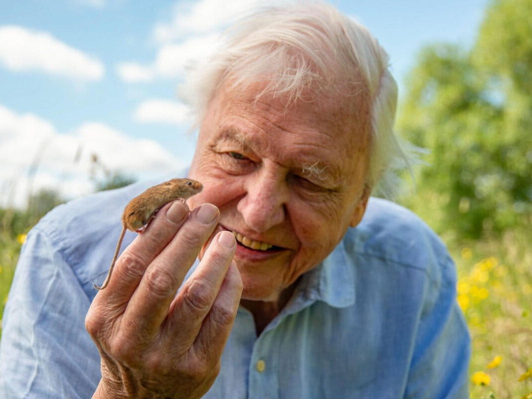 Lesson - Sir David Attenborough's 100th Birthday