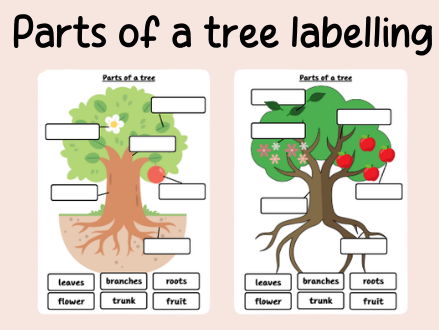 Parts of a tree labelling- Science- Plants- continuous provision