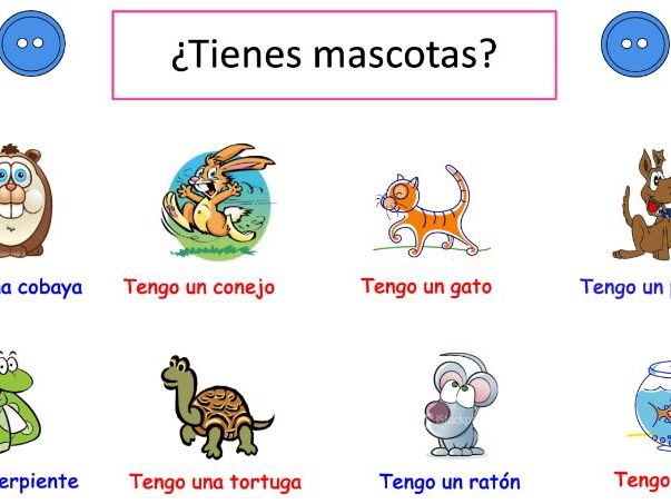 KS3 Spanish Viva 1 – Mi vida L8: ¿Tienes mascotas? (PPT)