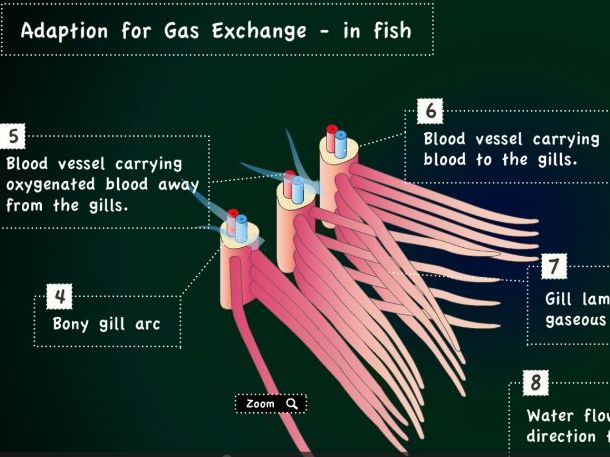 Complete A Level Lesson Pack: Gas Exchange & Ventilation in Bony Fish